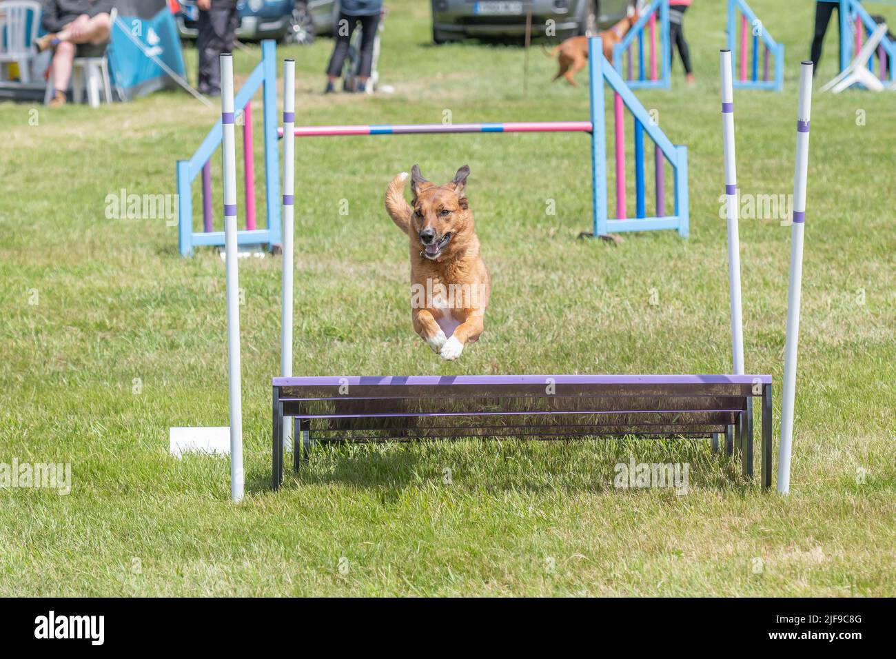 Perro saltando durante una competición de agilidad Foto de stock