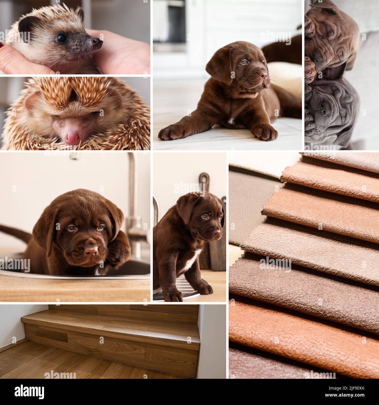 Collage de fotos en colores marrones con lindos animales Foto de stock
