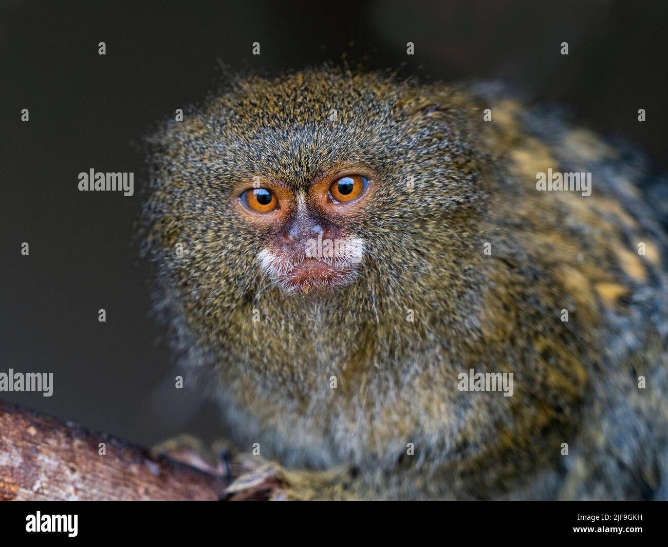 Marmoset pigmeo Cebuella pygmaea Uno de los primates más pequeños del mundo Foto de stock