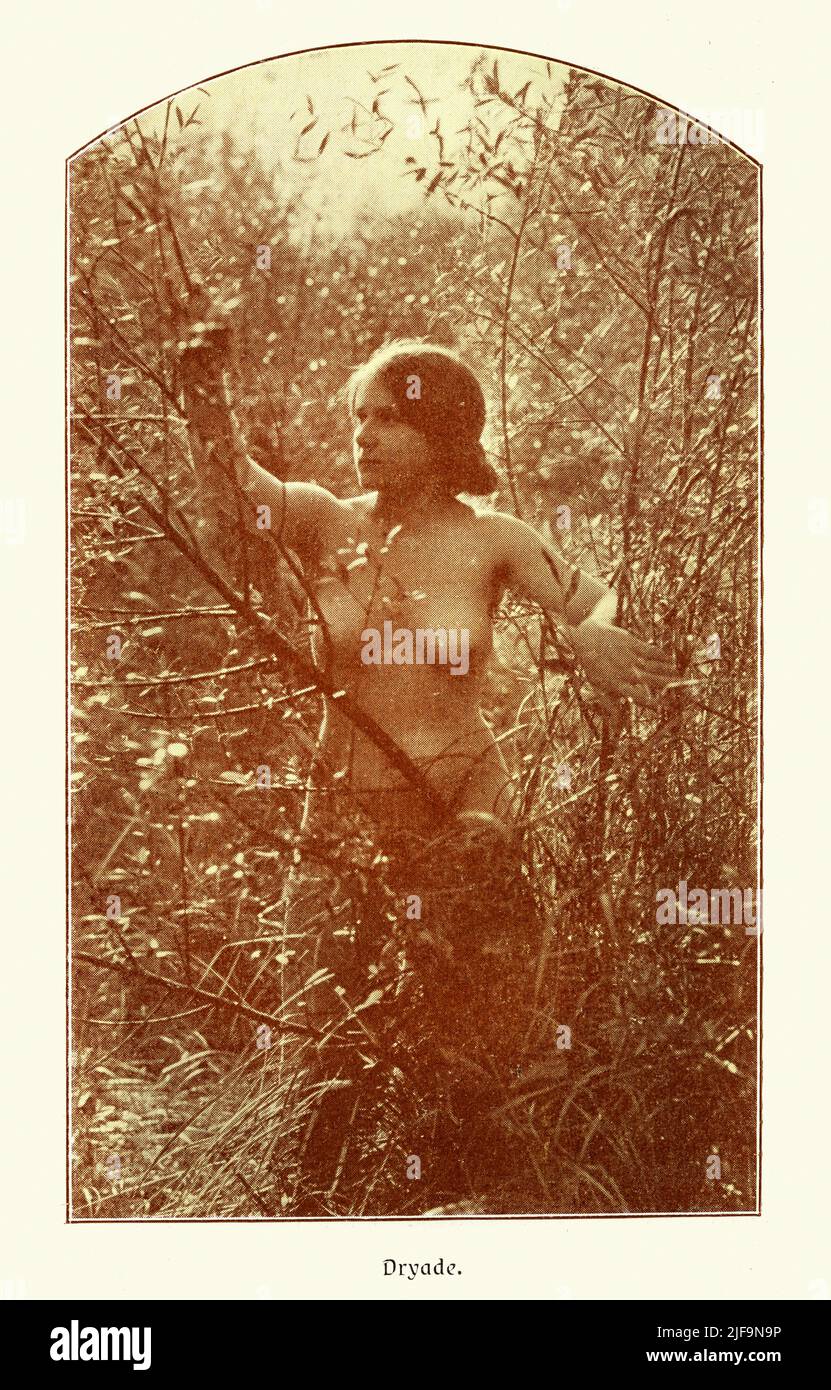 Fotografía de la cosecha temprana de una mujer desnuda, Dryade, Dryad a tree nymph, alemán, 1900s. Estudio de la belleza femenina Foto de stock