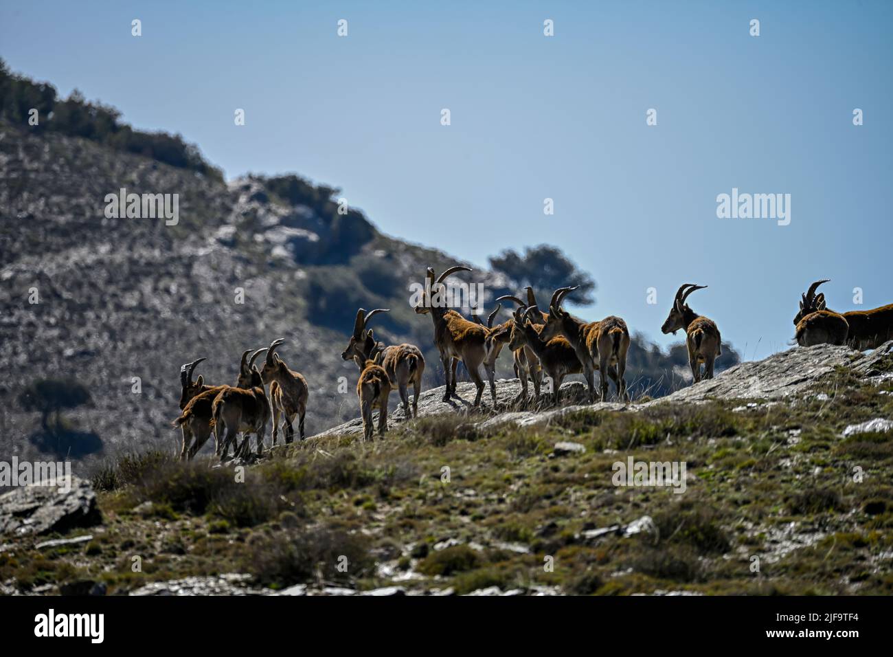 El ibex ibérico es una de las especies de bovides del género Capra que existen en Europa Foto de stock
