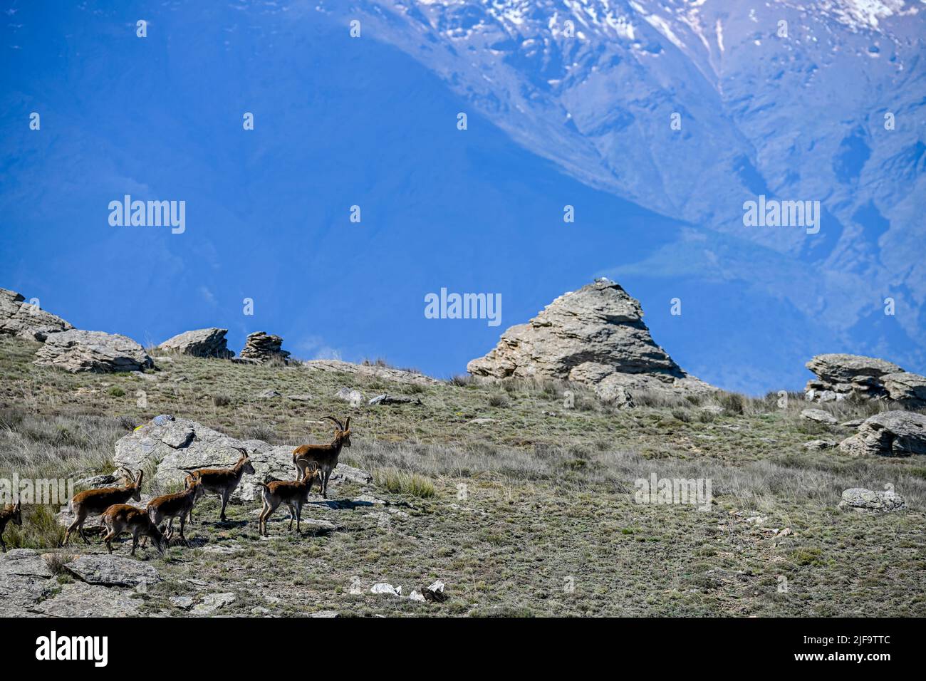 El ibex ibérico es una de las especies de bovides del género Capra que existen en Europa Foto de stock