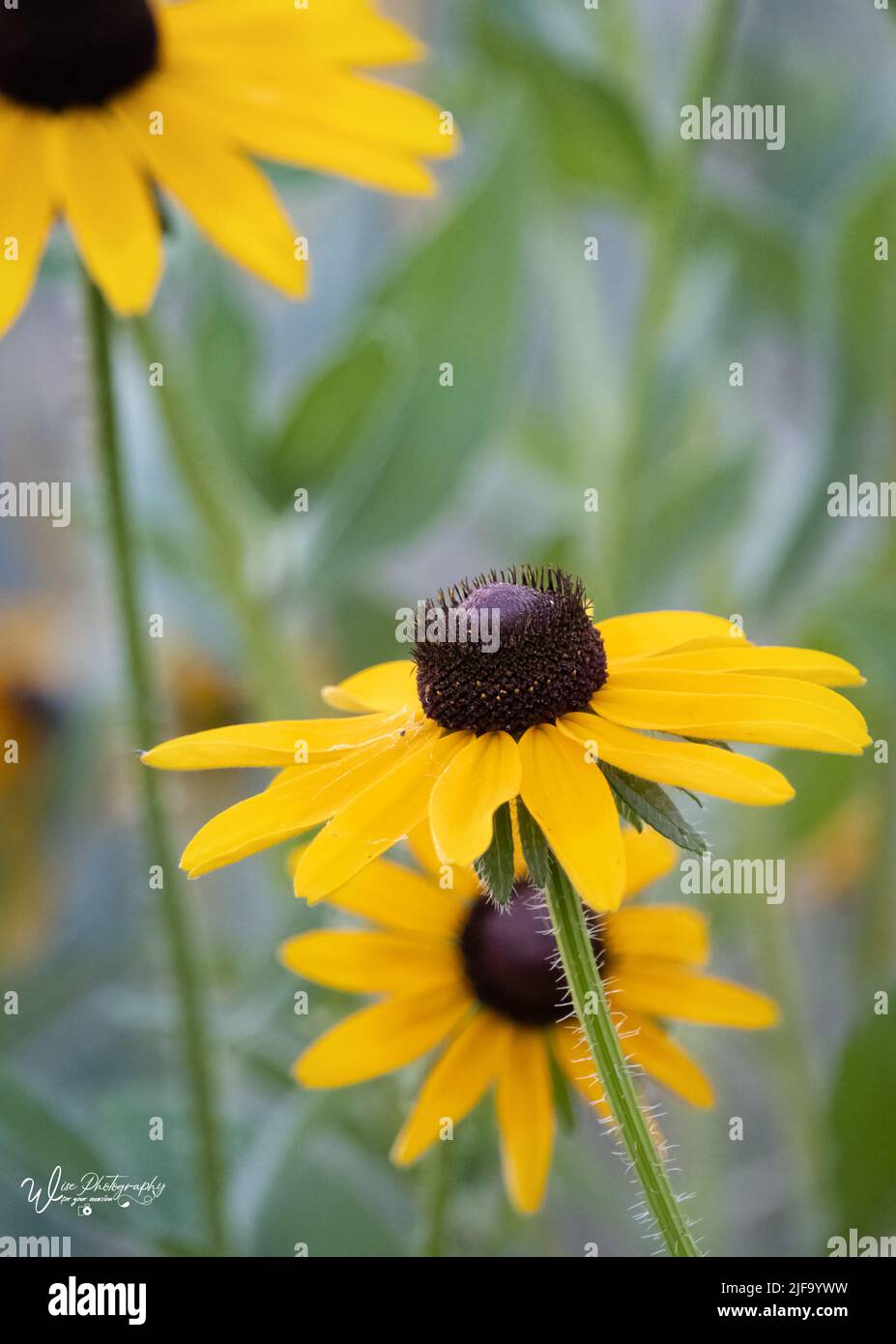 Susans de color amarillo negro-eyed, Rudbeckia hirta, creciendo en un campo de hierba en primavera, verano o otoño, Lancaster, Pennsylvania Foto de stock
