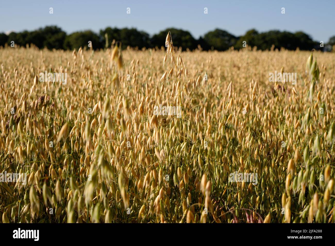 Maduración del cultivo de avena roja (Avena Sativa) en un campo. Foto de stock