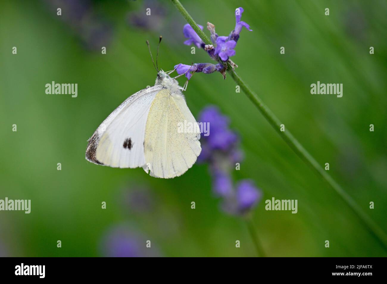 Mariposa de repollo blanco (Pieris rapae), chupando el néctar de la lavanda común verdadera (Lavandula angustifolia), Stuttgart, Baden-Württemberg, Alemania Foto de stock