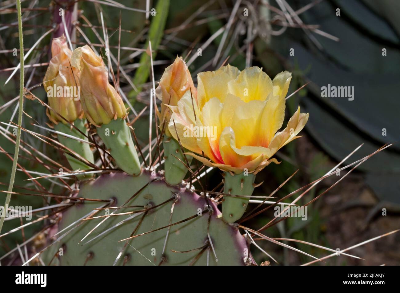 Opuntia violacea, probablemente var. Macrocentra. Desde Arizona, EE.UU. Foto de stock