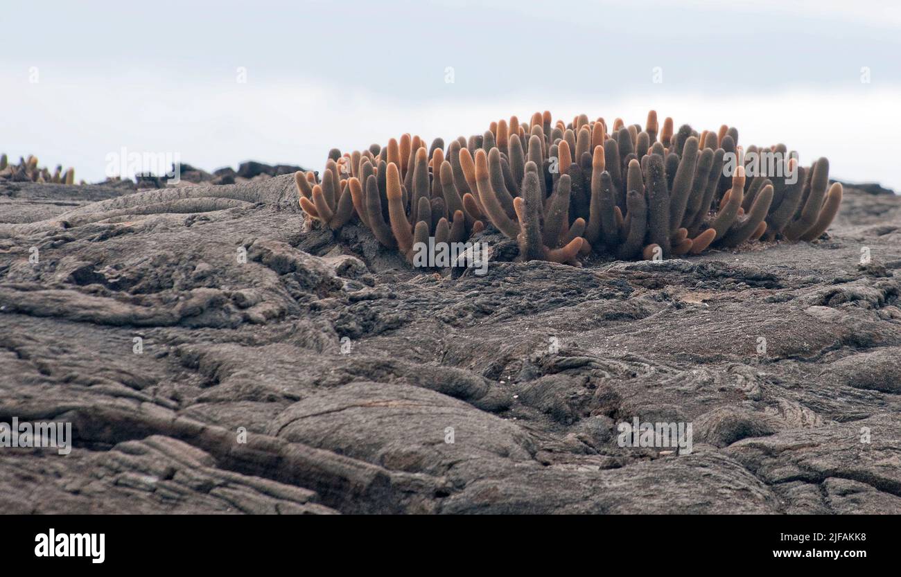 Cactus de lava, Brachycereus nesioticus, en Punta Espinoza, Fernandina, Galápagos. Foto de stock