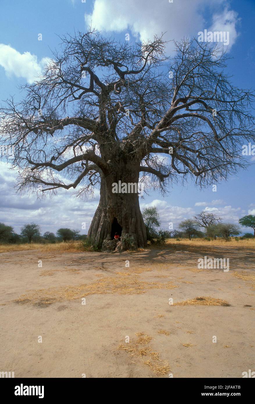 Baobabtree (Adansonia digitata) del Parque Nacional Tarangire, Tanzania Foto de stock