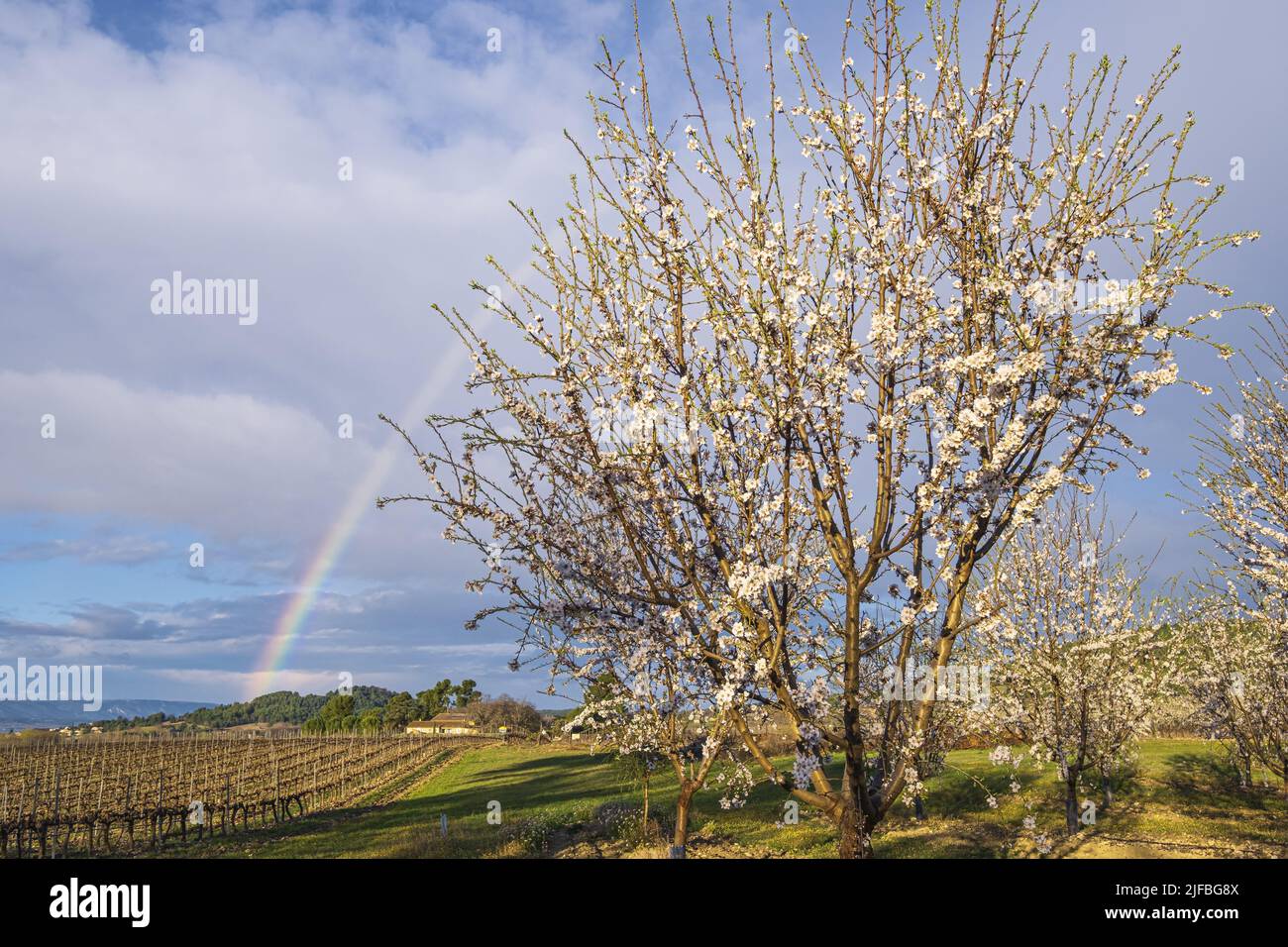 Francia, Vaucluse, Parque Natural Regional de Luberon, Villars, cultivo de almendros Foto de stock