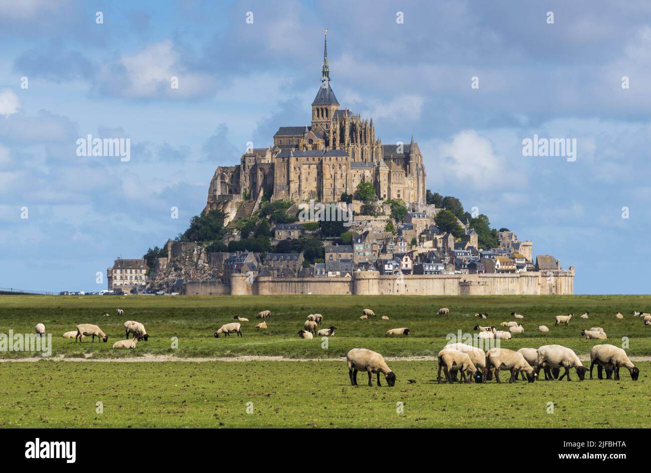 Francia, La Mancha, Mont Saint Michel Bay catalogado como Patrimonio de la Humanidad por la UNESCO, Abadía del Mont Saint Michel, campo de ovejas Foto de stock