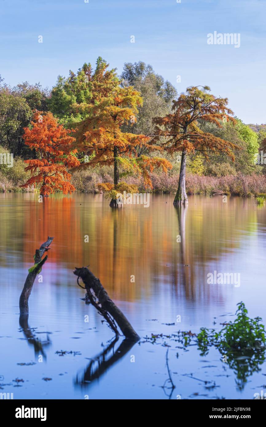 Francia, Isere, Saint-Baudille-de-la-Tour, estanque Boulieu, bosque de ciprés calvos (Taxodium distichum) Foto de stock