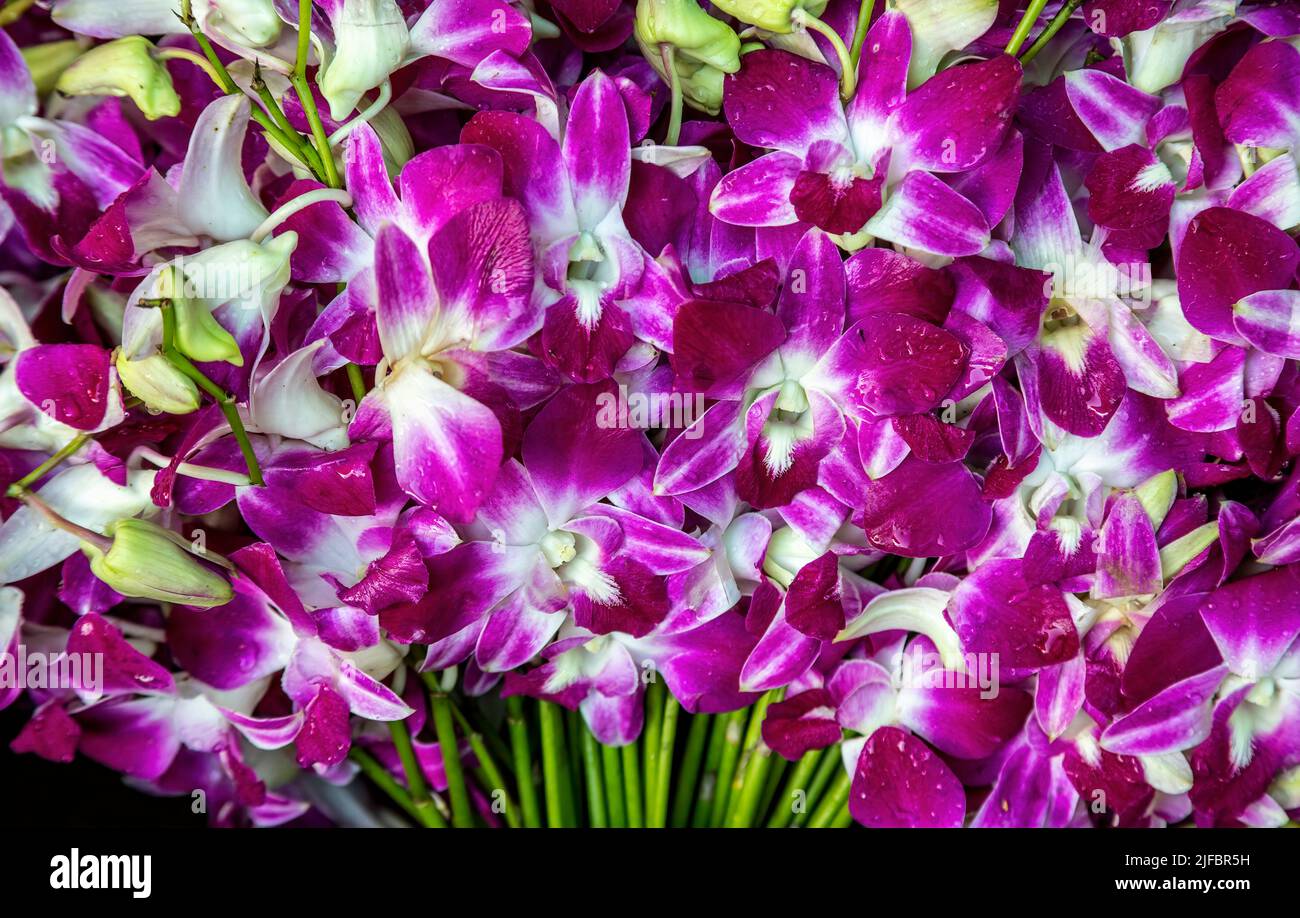 Orquídeas Purpuras, Mercado de Flores de Ton Lamyai, Chiang Mai, Tailandia Foto de stock