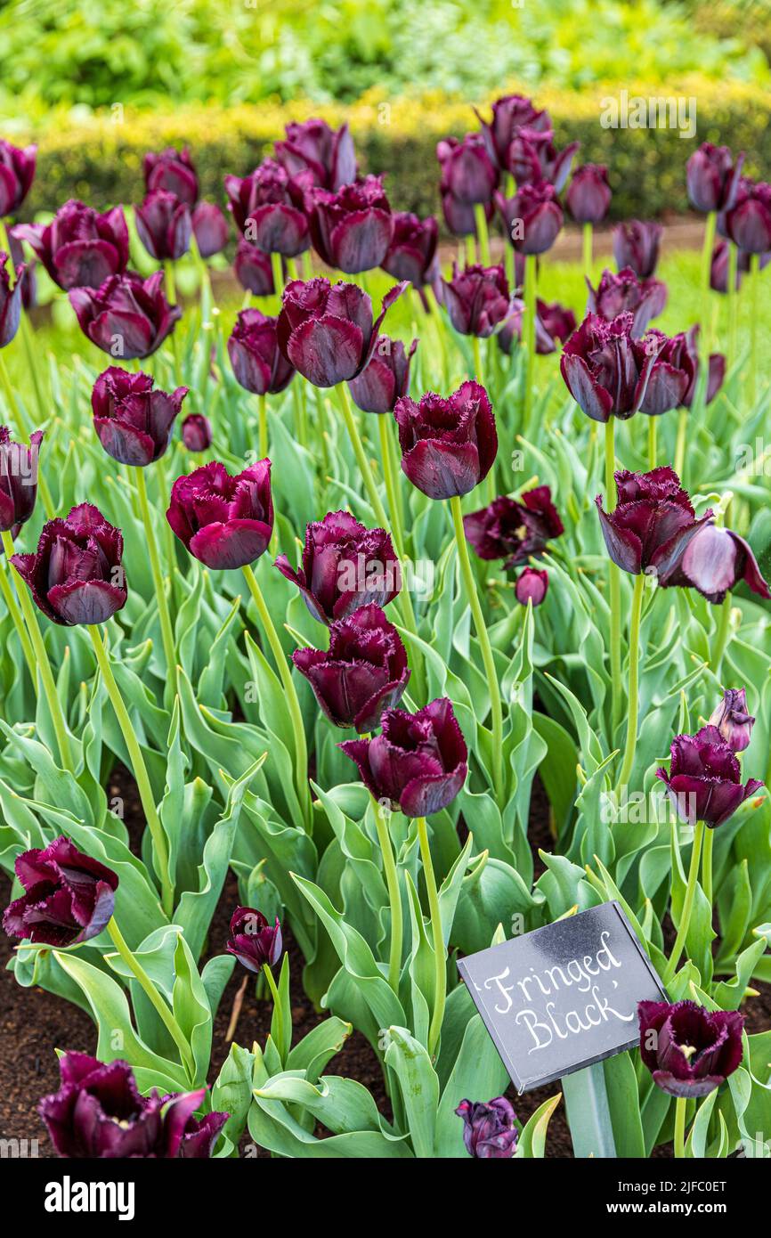 Tulipanes negros con paredes en un jardín público en Estocolmo, Suecia Foto de stock