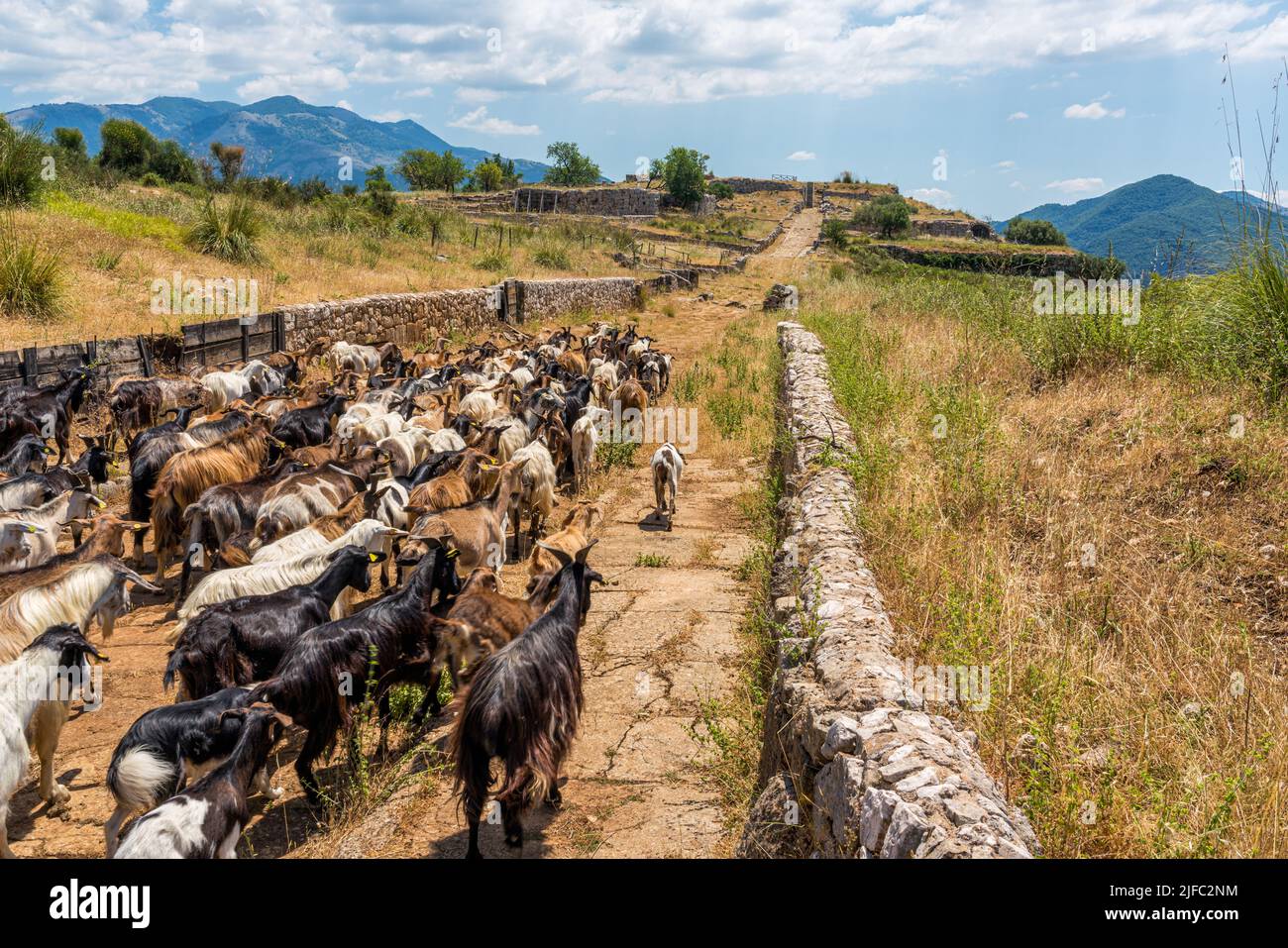 Cabras deambulando en Norba, antigua ciudad de Latium en el borde occidental de Monti Lepini, provincia de Latina, Lazio, Italia Foto de stock