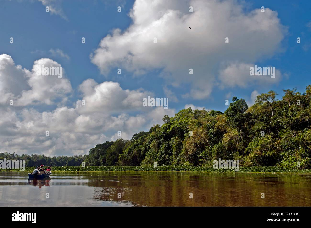 Fotógrafos de la naturaleza fotografiando un águila en un barco en el Lago Oxbow, un tributario del río Kinabatangan, Sabah, Borneo. Foto de stock