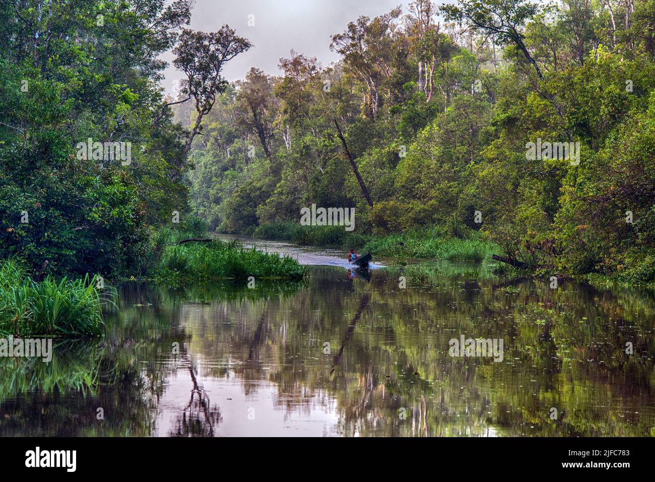 Bosque pluvial a lo largo del río Sekonyer (afluente del río Kumai) en