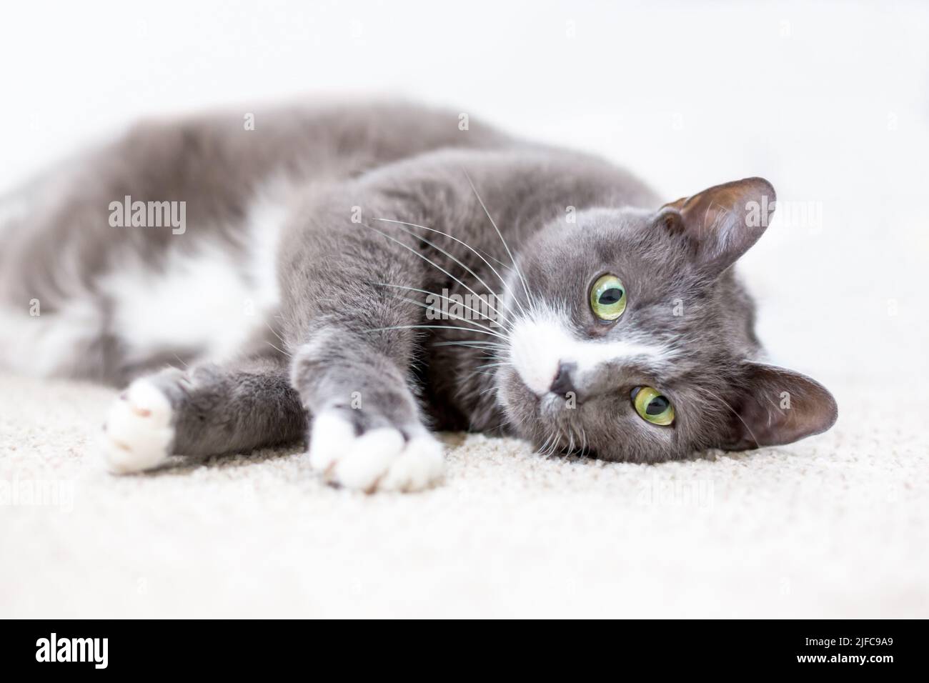 Un gato shorthair gris y blanco con ojos verdes tumbados en una posición relajada al revés Foto de stock