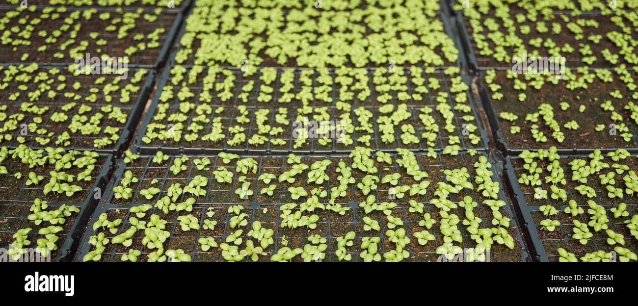 Todavía la vida de las plantas que crecen. Varias plantas que crecen en