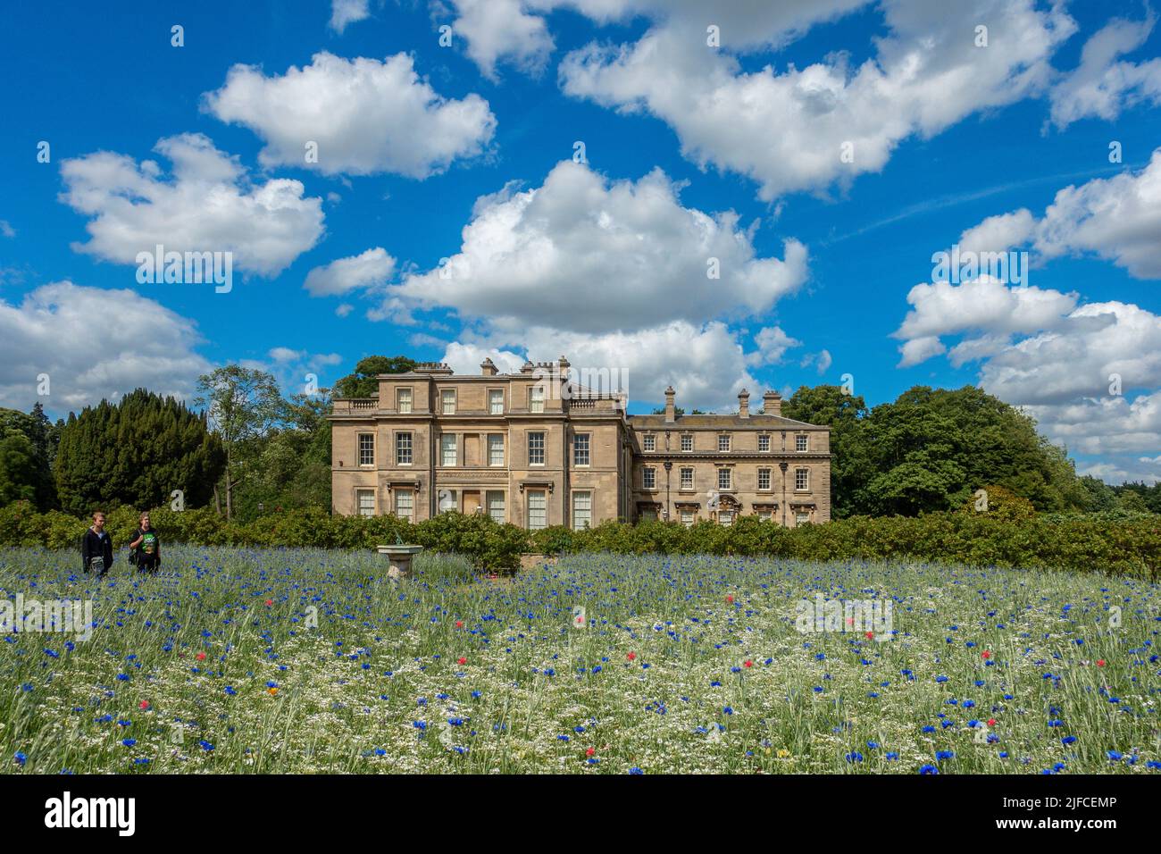 Normanby Hall, Normanby, North Lincolnshire, Inglaterra Campo de cornflowers azules que rodea un dial de sol. Foto de stock