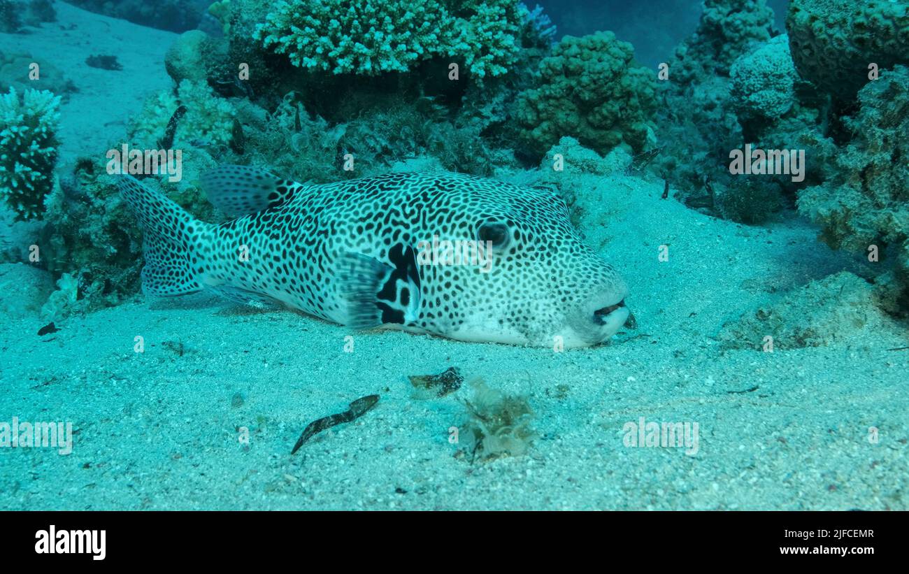 Cerca de Blackspotted Puffer (Arothron stellatus) descansando sobre fondo arenoso cerca de arrecife de coral. Mar Rojo, Egipto Foto de stock