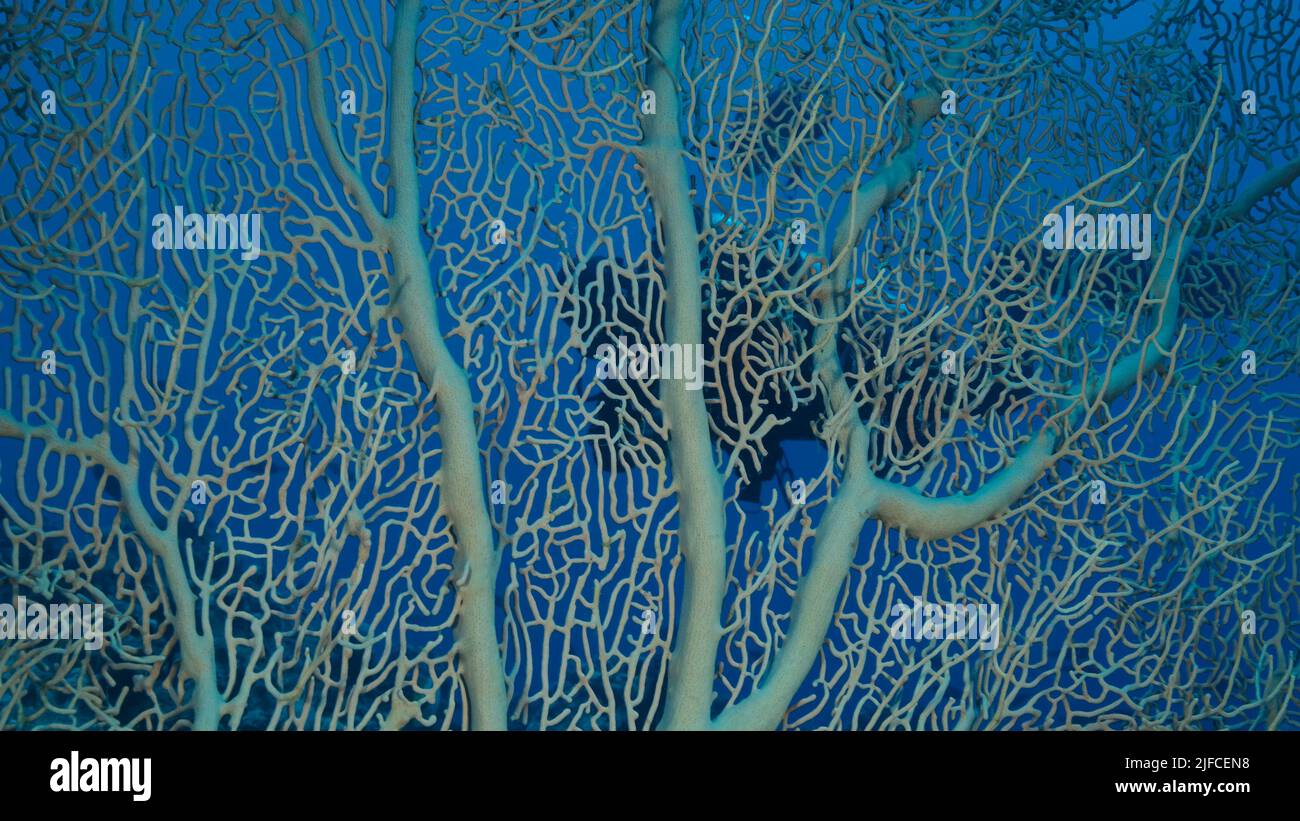 El buceador nada detrás de la suave Gorgonia coral. Vista a través del coral suave. Gorgonian gigante o ventilador del mar (Subergorgia mollis). Mar Rojo, Egy Foto de stock
