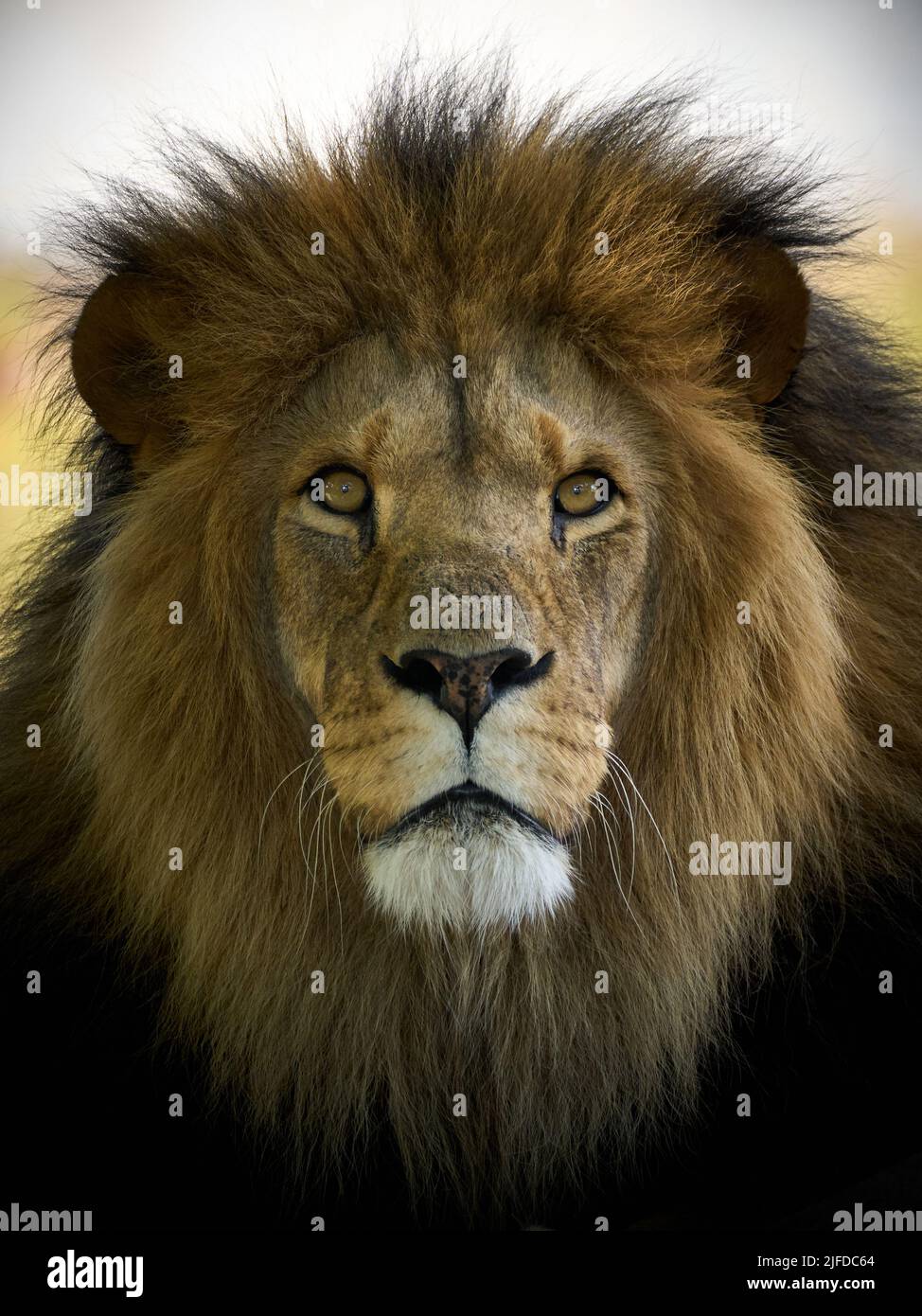 León macho (Panthera leo) con contacto visual Foto de stock