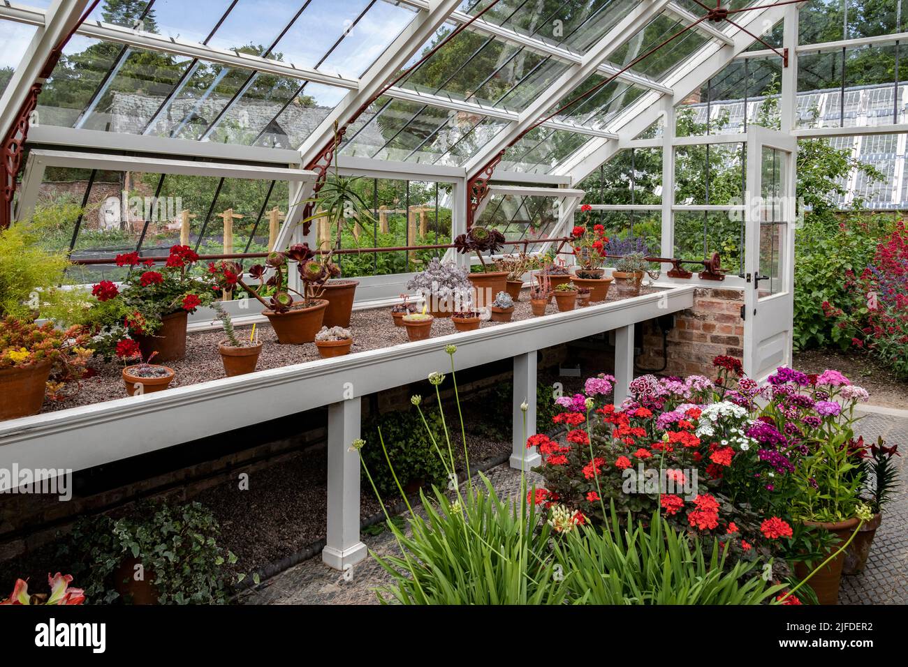 Jardinería - plantas en macetas que crecen dentro de un marco de madera invernadero en un jardín de campo Inglés. Foto de stock