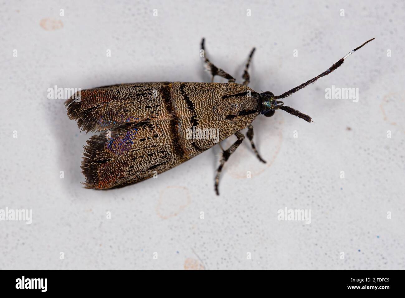 Metalmark Moth adulto del género Tortyra Foto de stock