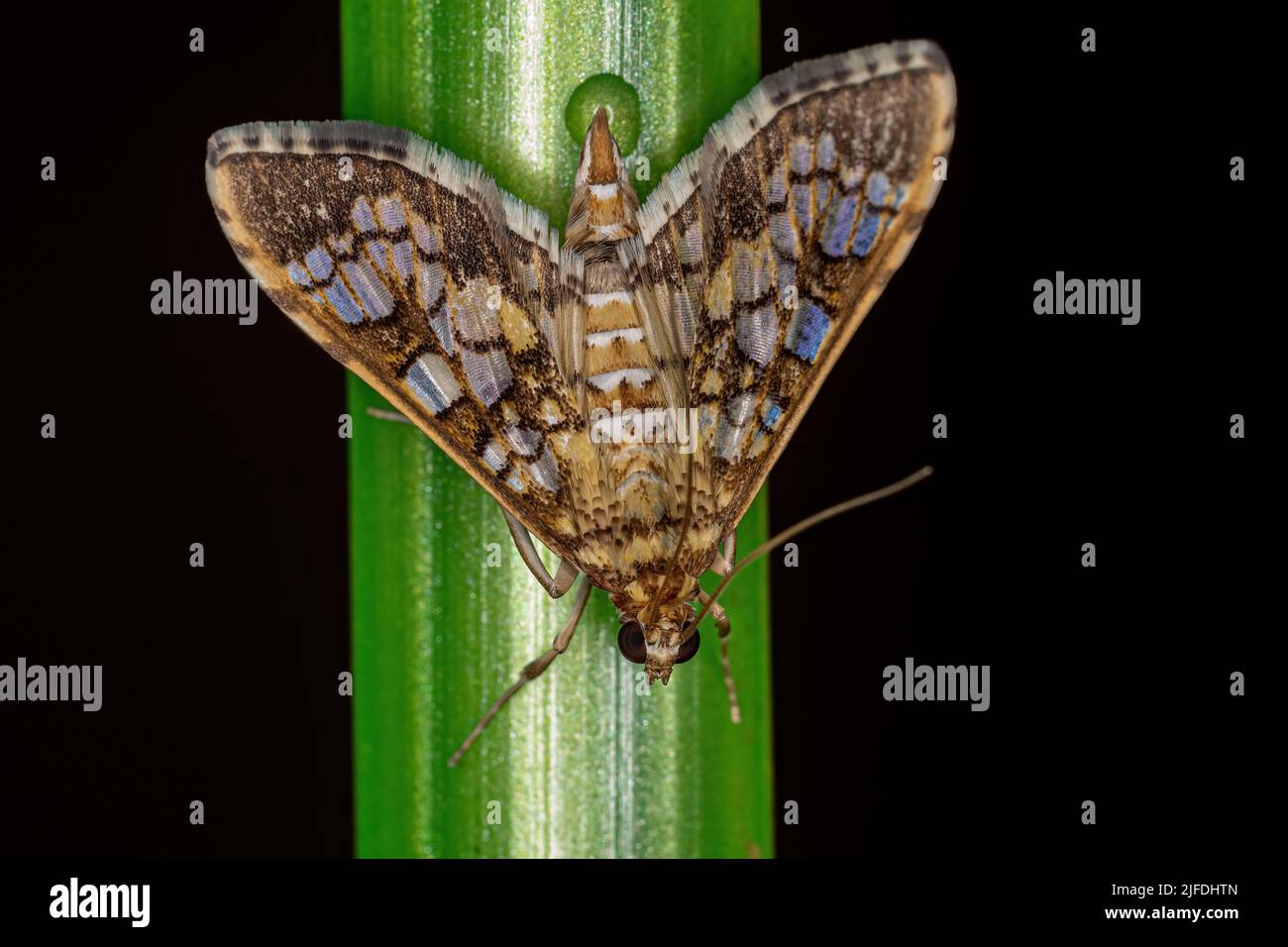 Naranja adulto Epipagis Moth de la especie Epipagis fenestralis Foto de stock