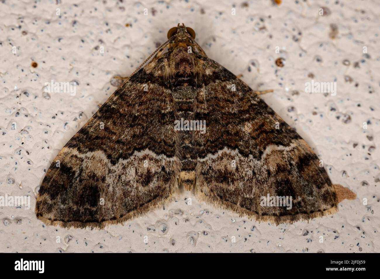 Alfombra adulta Moth de la subfamilia Larentiinae Foto de stock