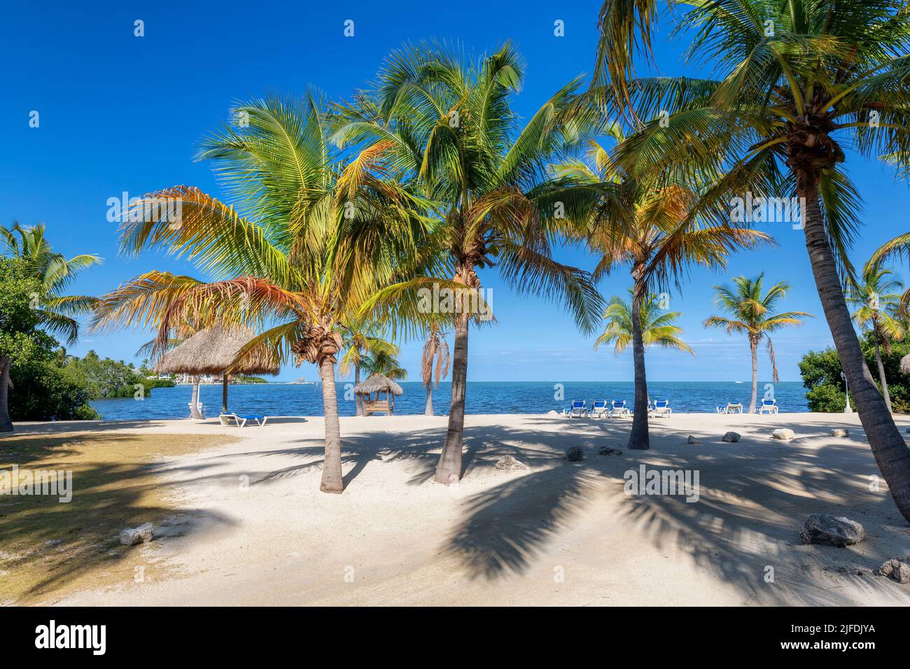 Palmeras en el parque estatal Sunset Beach en la isla tropical en los Cayos de Florida Foto de stock