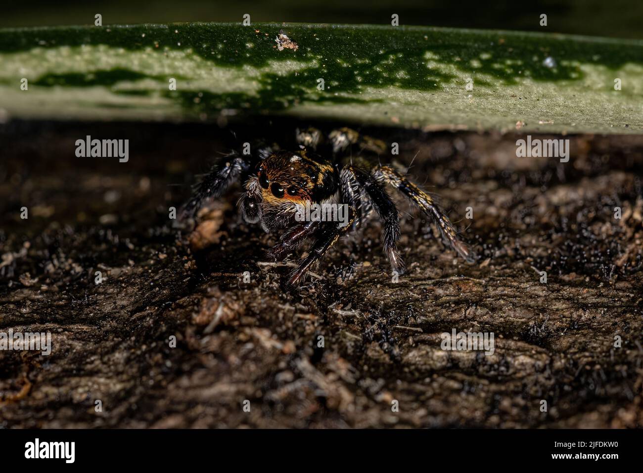 Pequeña araña saltando del género Corythalia Foto de stock