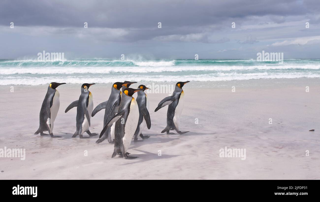 Pingüino Rey en punto voluntario, Islas Malvinas Foto de stock
