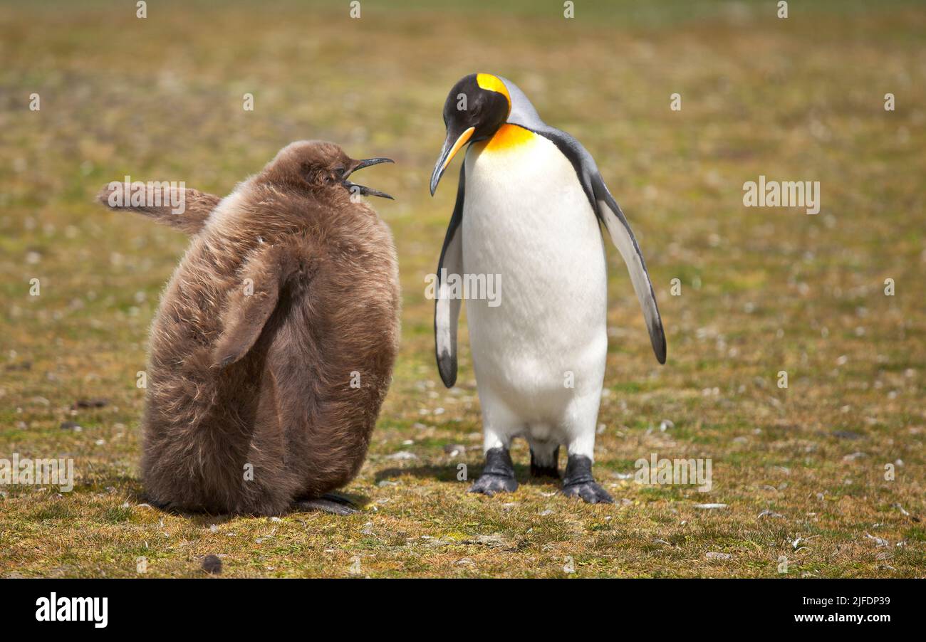 Pingüino Rey Adulto con polluelo hambriento, Volunteer Point, Islas Malvinas Foto de stock