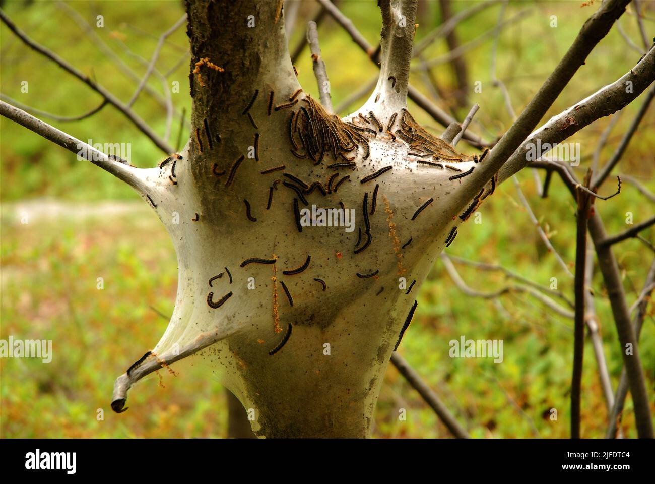 Las orugas de las polillas gitanas (lymantia dispar) , una especie invasora, comienzan a emerger de su capullo en el denso bosque Foto de stock