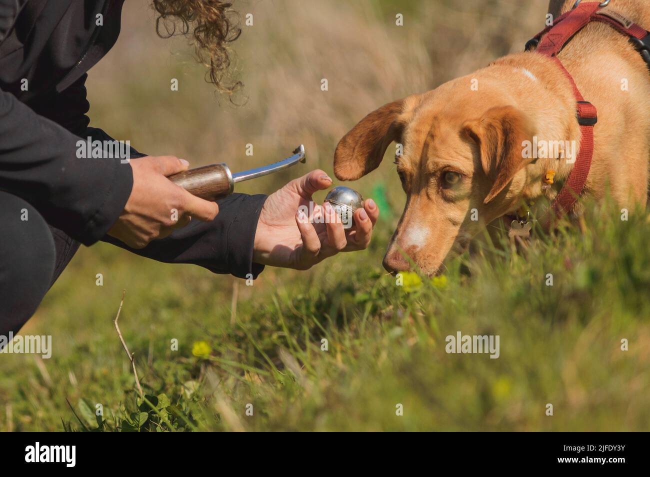 Entrenamiento de caza de trufas fotograf\u00edas e im\u00e1genes de alta ...