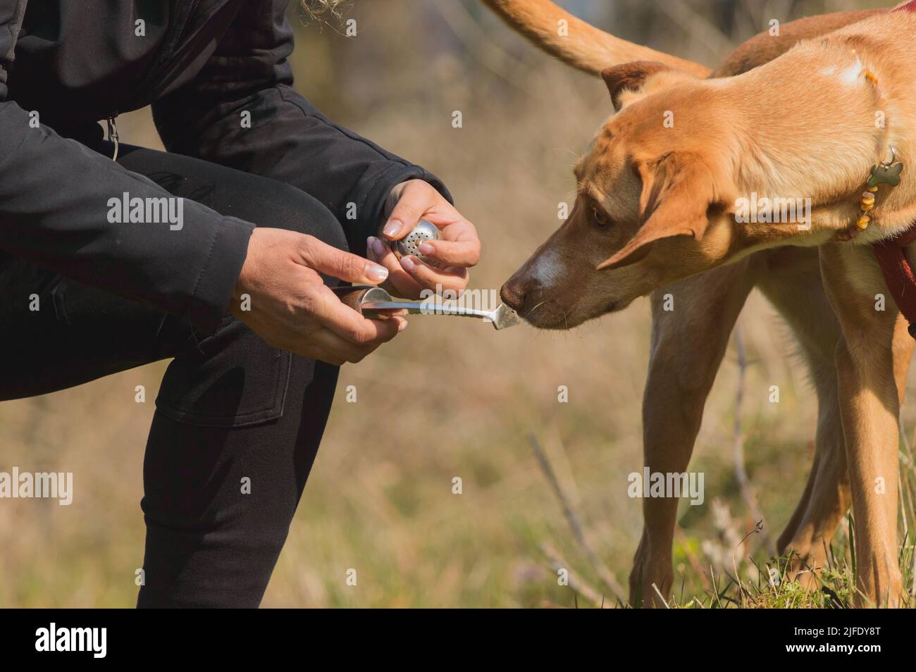 perro-entrenador-de-pura-raza-perro-trufa-caza-de-entrenamiento-whit-persona-propietario-2jfdy8t.jpg