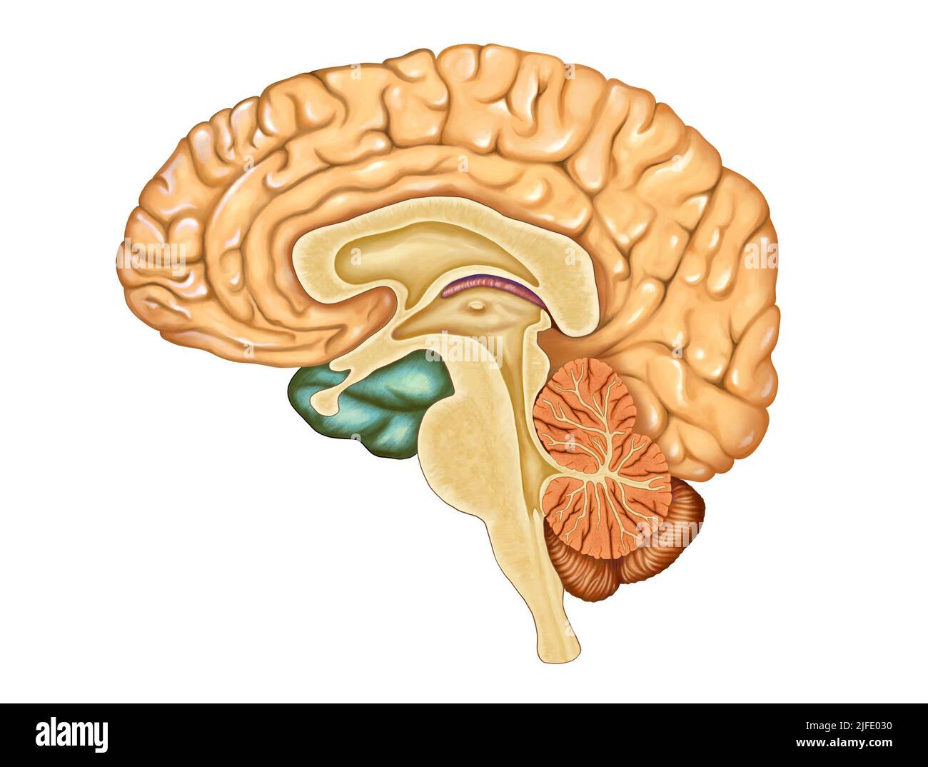 Sección transversal de un cerebro humano. Ilustración digital Foto de stock