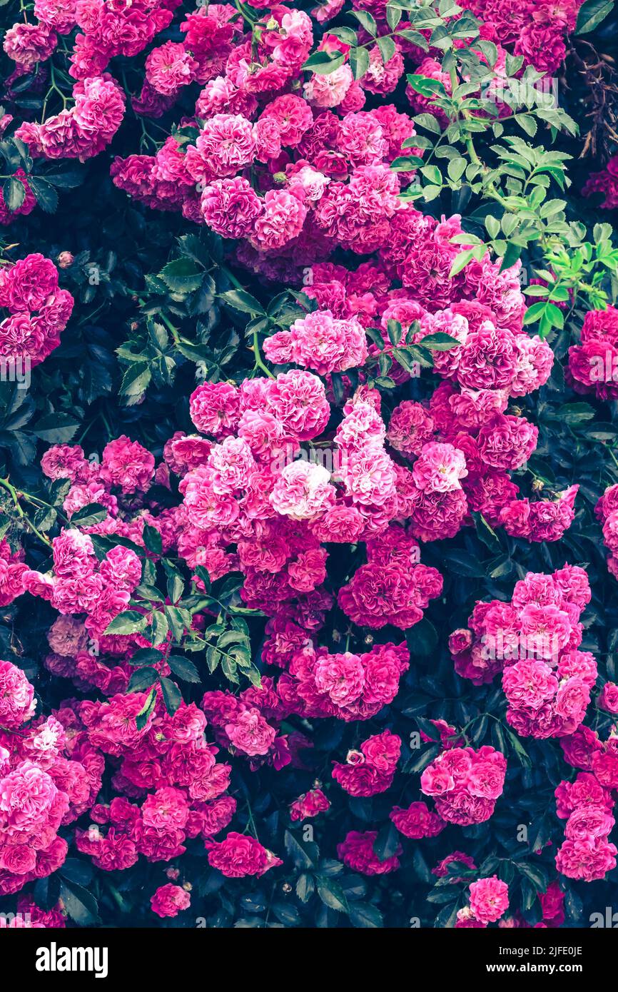 Fondo de rosas de arbusto rosa primer plano. Textura de verdor y flores en el jardín. Fondo floral. Hermoso color esmeralda. Plantilla para coche de saludo Foto de stock