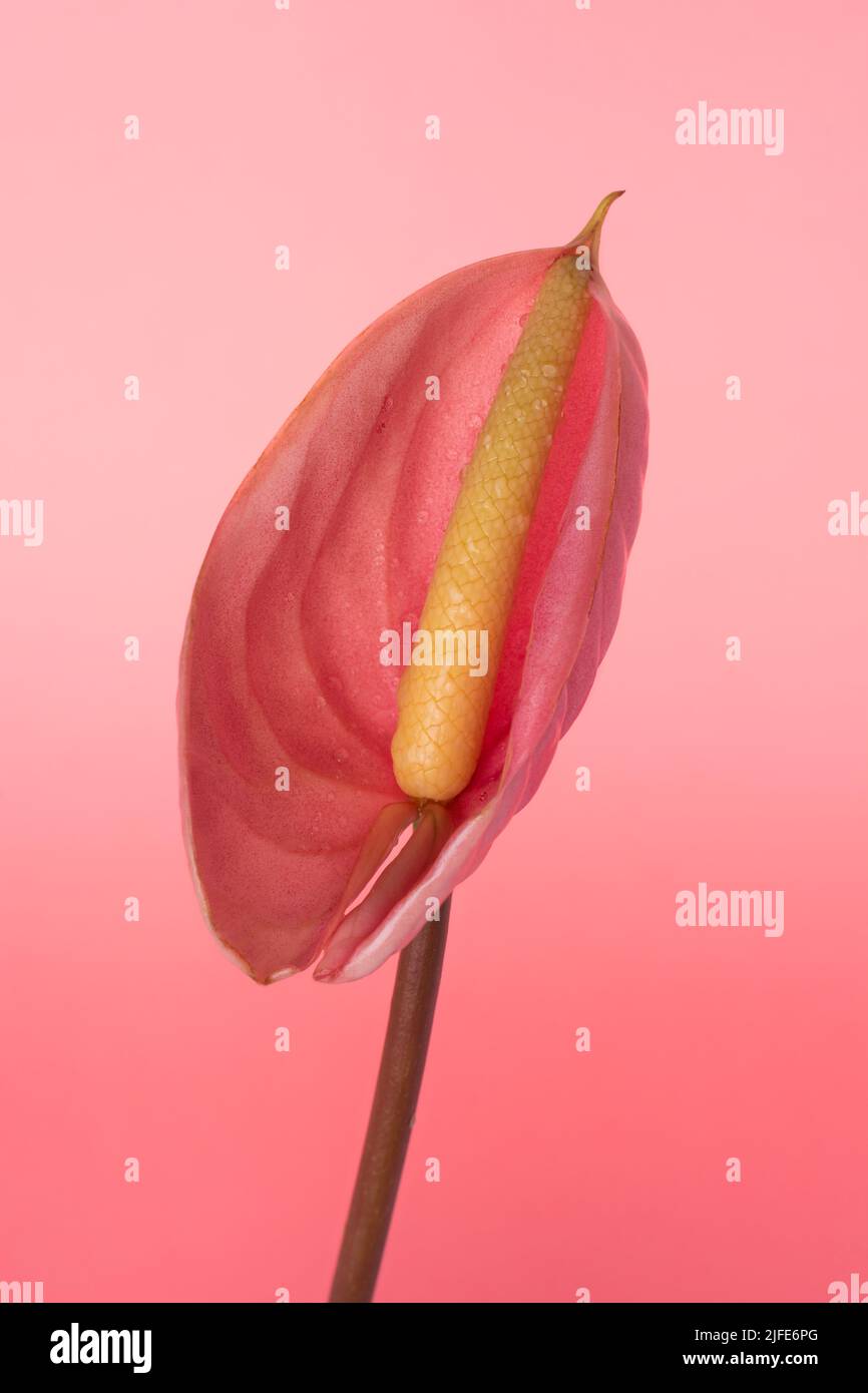flor de anthurium, también conocida como el capullo, el flamenco y el laceleaf, flor de color rosa aislada sobre fondo rosado, con gotitas de agua Foto de stock