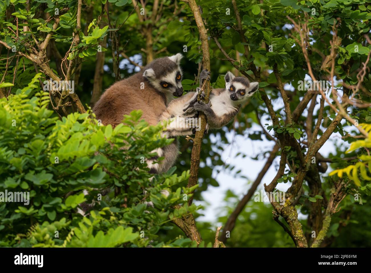 Lémur de cola anillada (Lemur catta, hermosos bosques de lemur del sur de Madagascar. Foto de stock