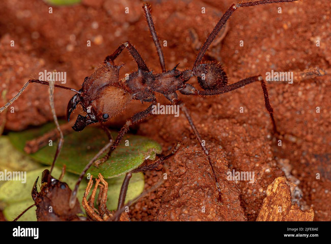 Adulto Atta Leaf-cutter Ant del género Atta Foto de stock