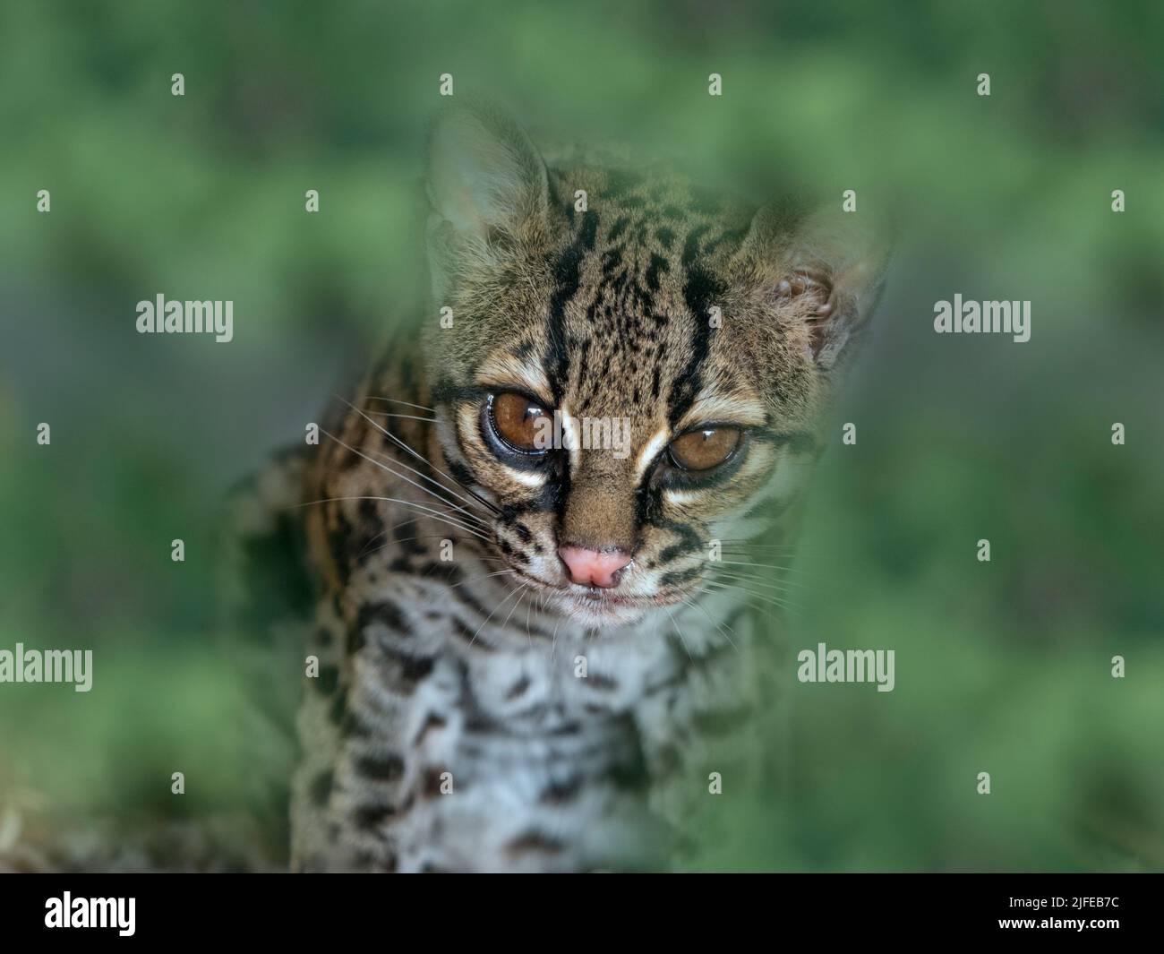 Tigrillo Leopardus wiedii Foto de stock