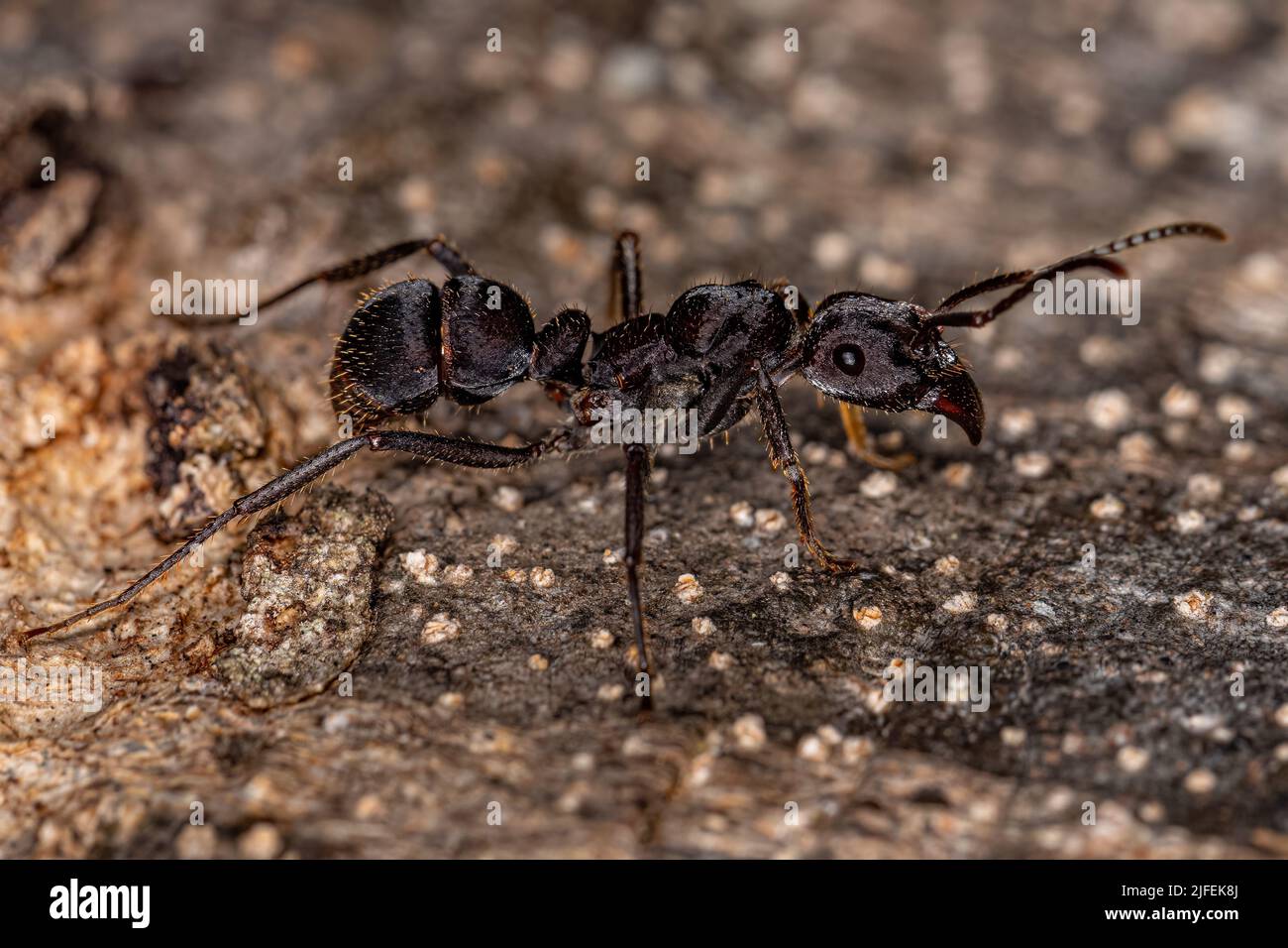 Mujer adulta Ectomie Ant del género Ectomima Foto de stock