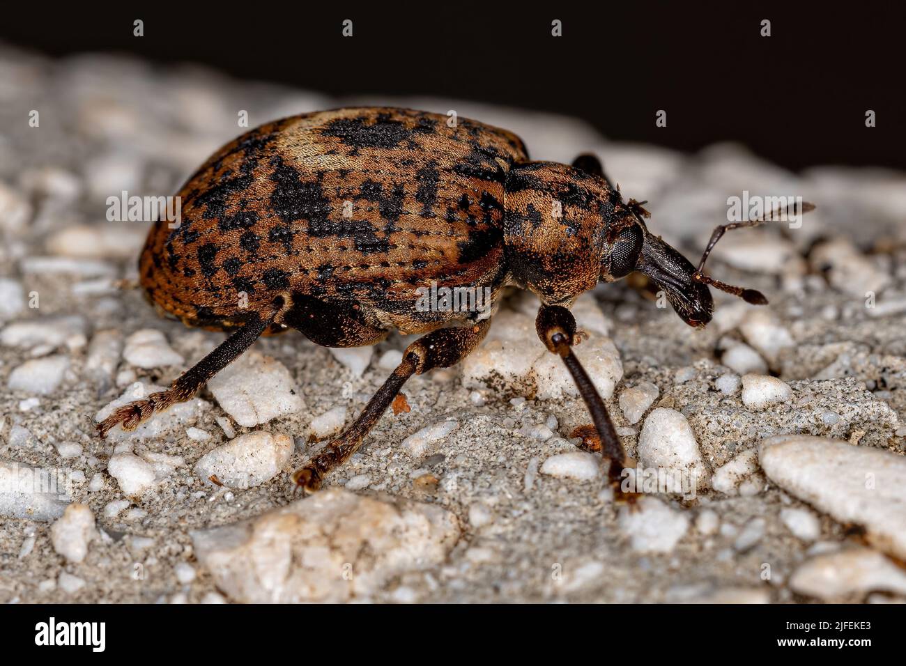 Adulto Verdadera Peste de la Familia Curculionidae Foto de stock