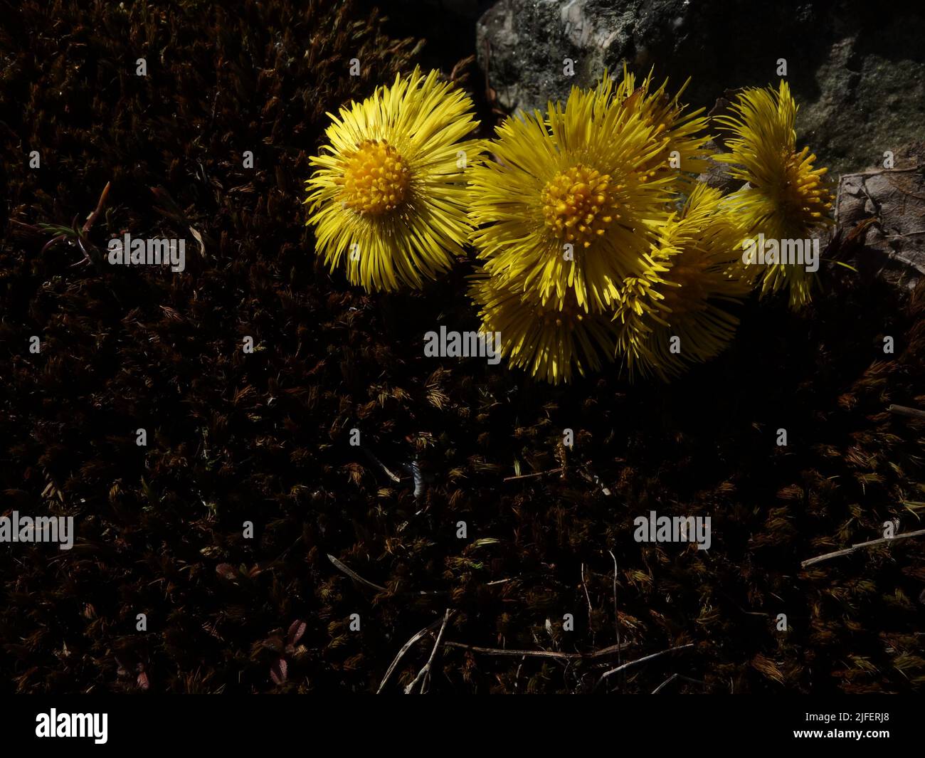 Coltsfoot, Tussilago farfara, entre la roca y el musgo. Foto de stock