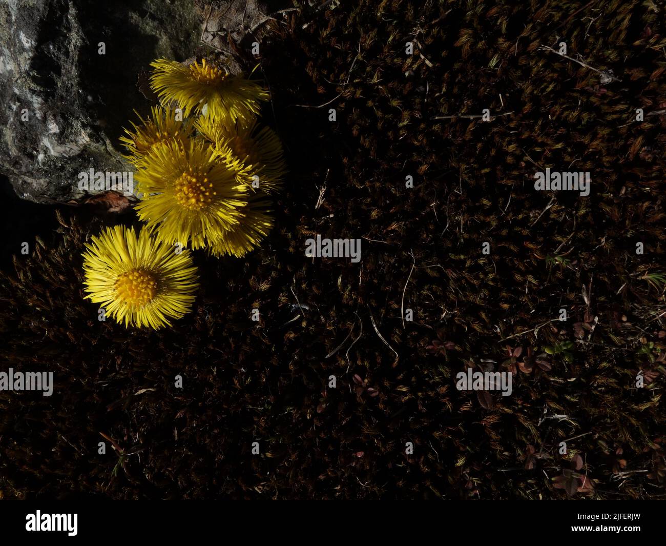 Coltsfoot, Tussilago farfara, entre la roca y el musgo. Foto de stock