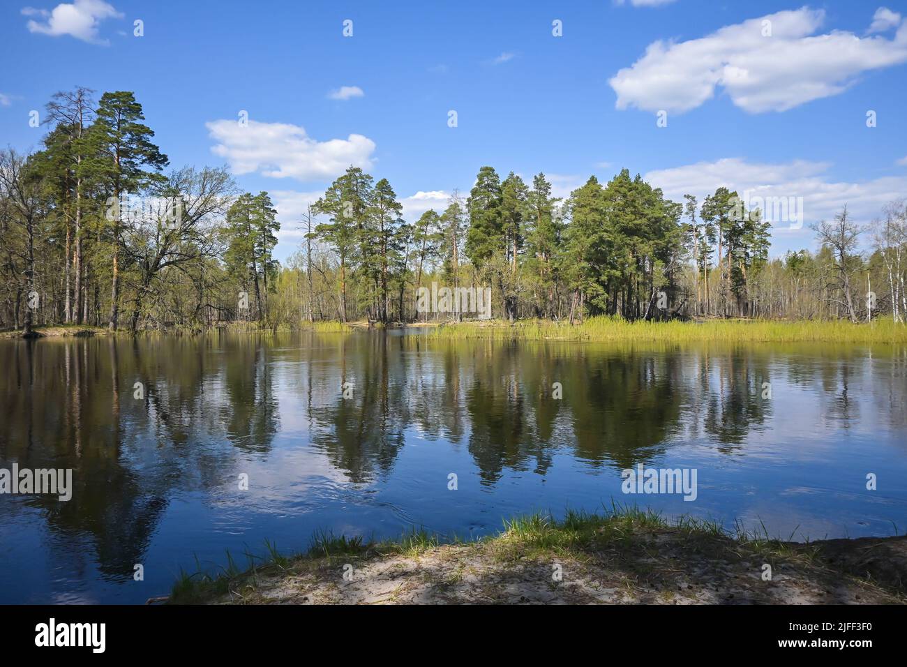 Bosque río en mayo. Paisaje de manantial de agua en el parque nacional del centro de Rusia. Foto de stock