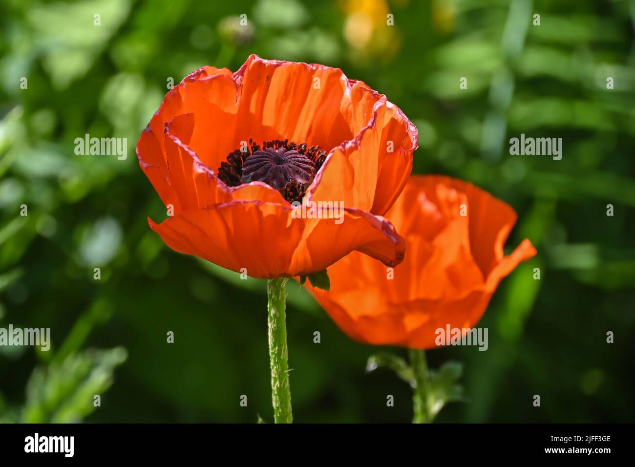 Amapolas escarlata. Amapola en flor en el jardín de verano. Foto de stock