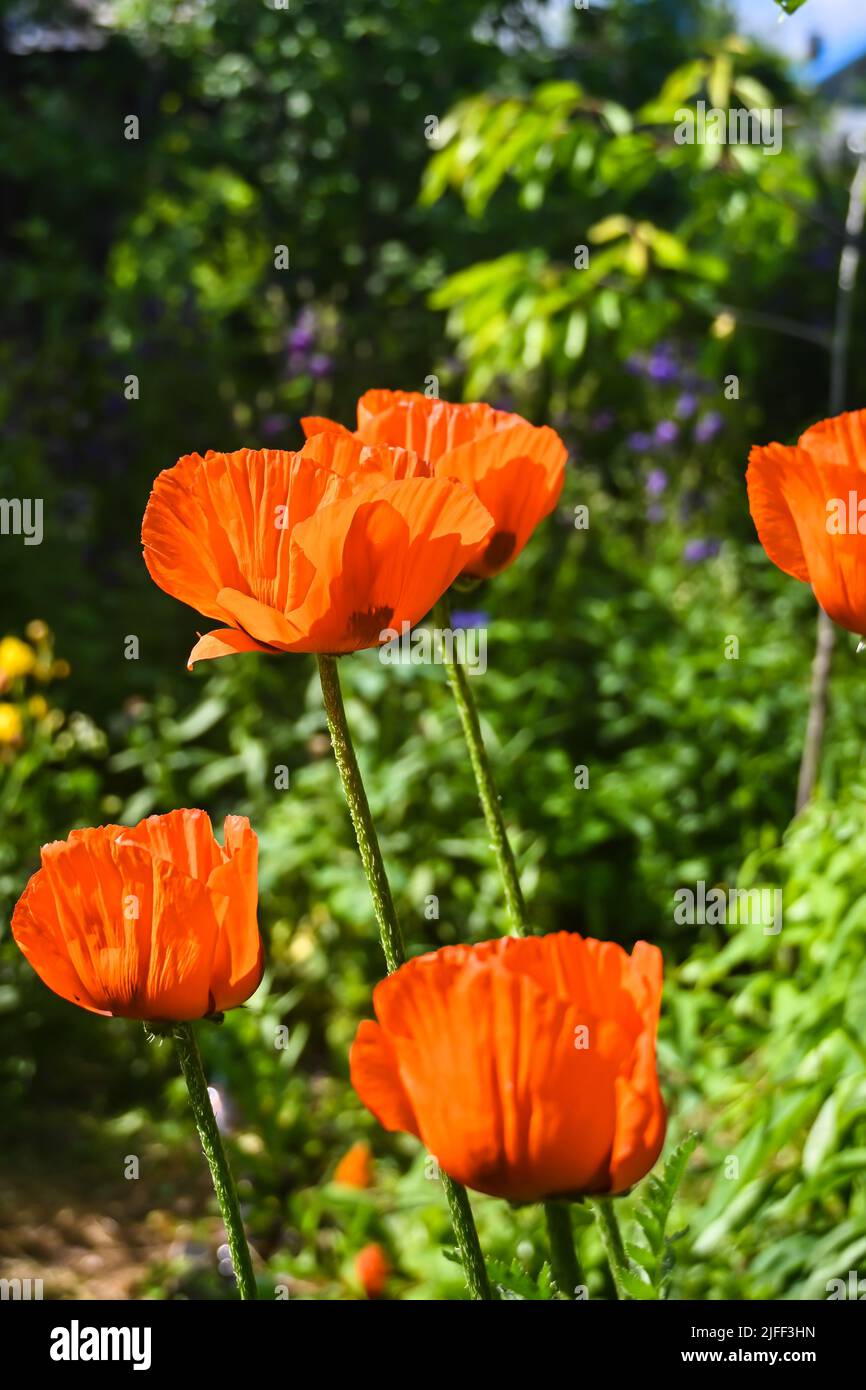 Amapolas escarlata. Amapola en flor en el jardín de verano. Foto de stock